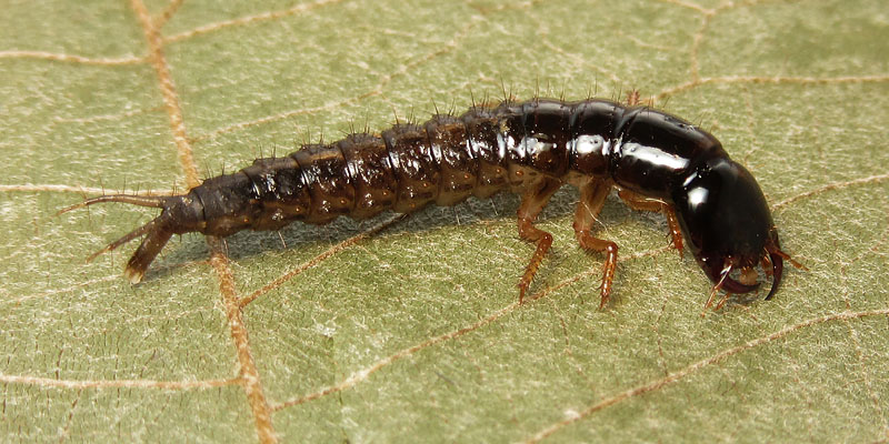 larva di Staphylinidae:  Ocypus sp.